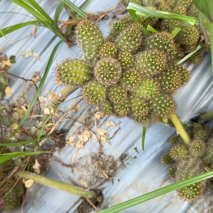 雪***儿矮胖白檀361群生285