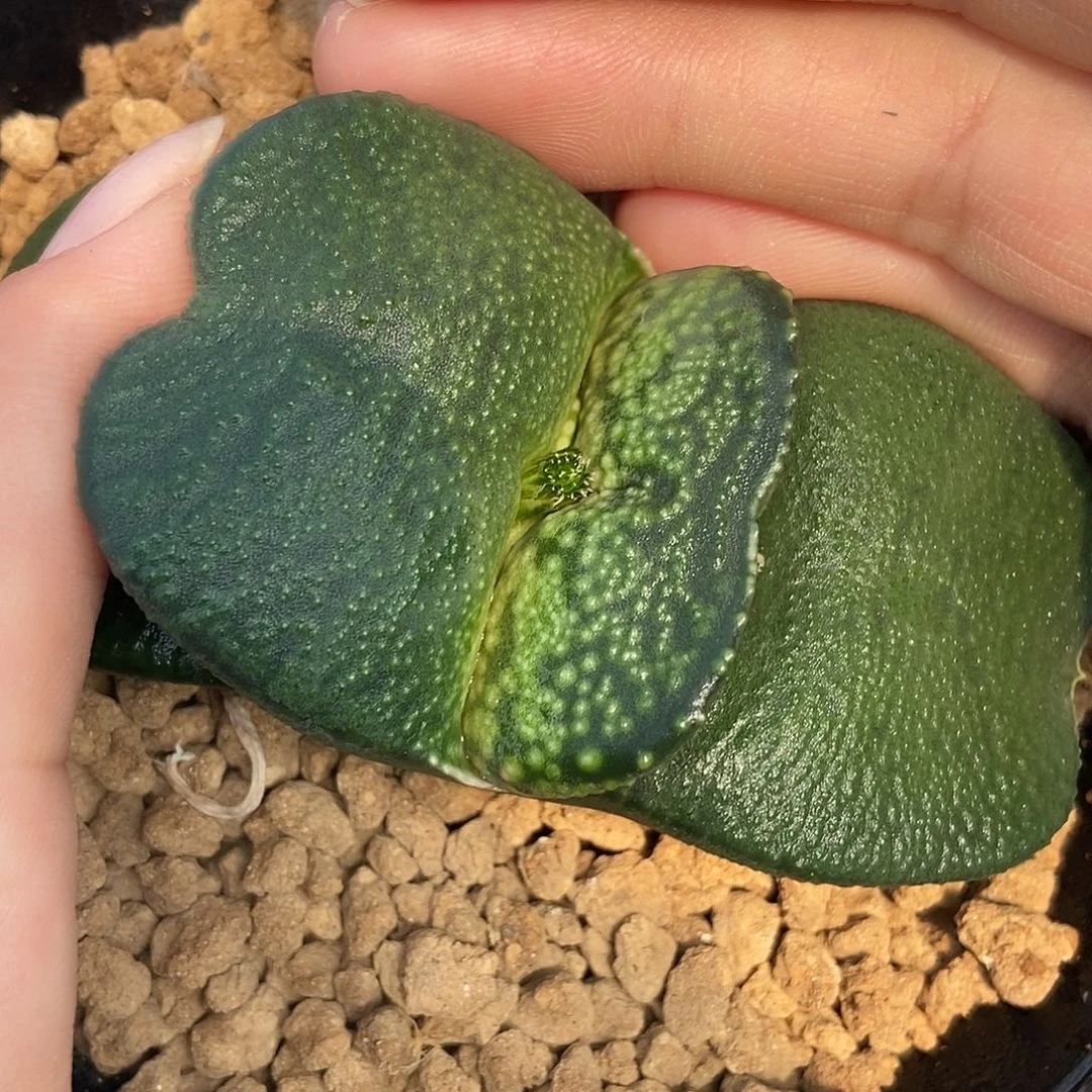 705卧牛实生特军配蝴蝶叶双面釉带盆发货