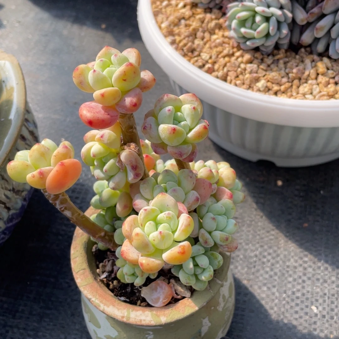 弥鹿之森多肉劳尔