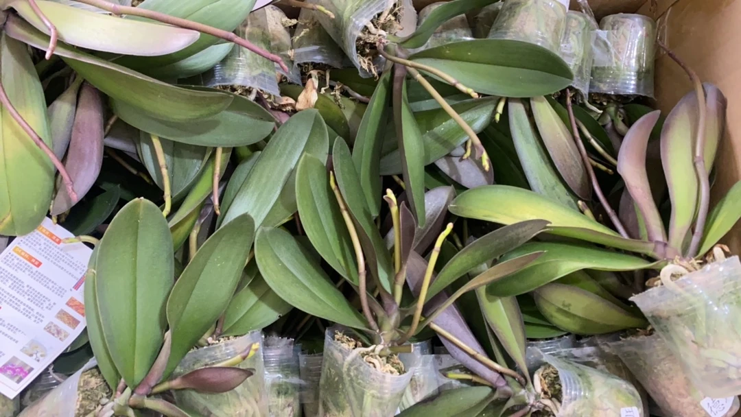 不售后欧品盲盒2.8寸杯（三颗）微瑕