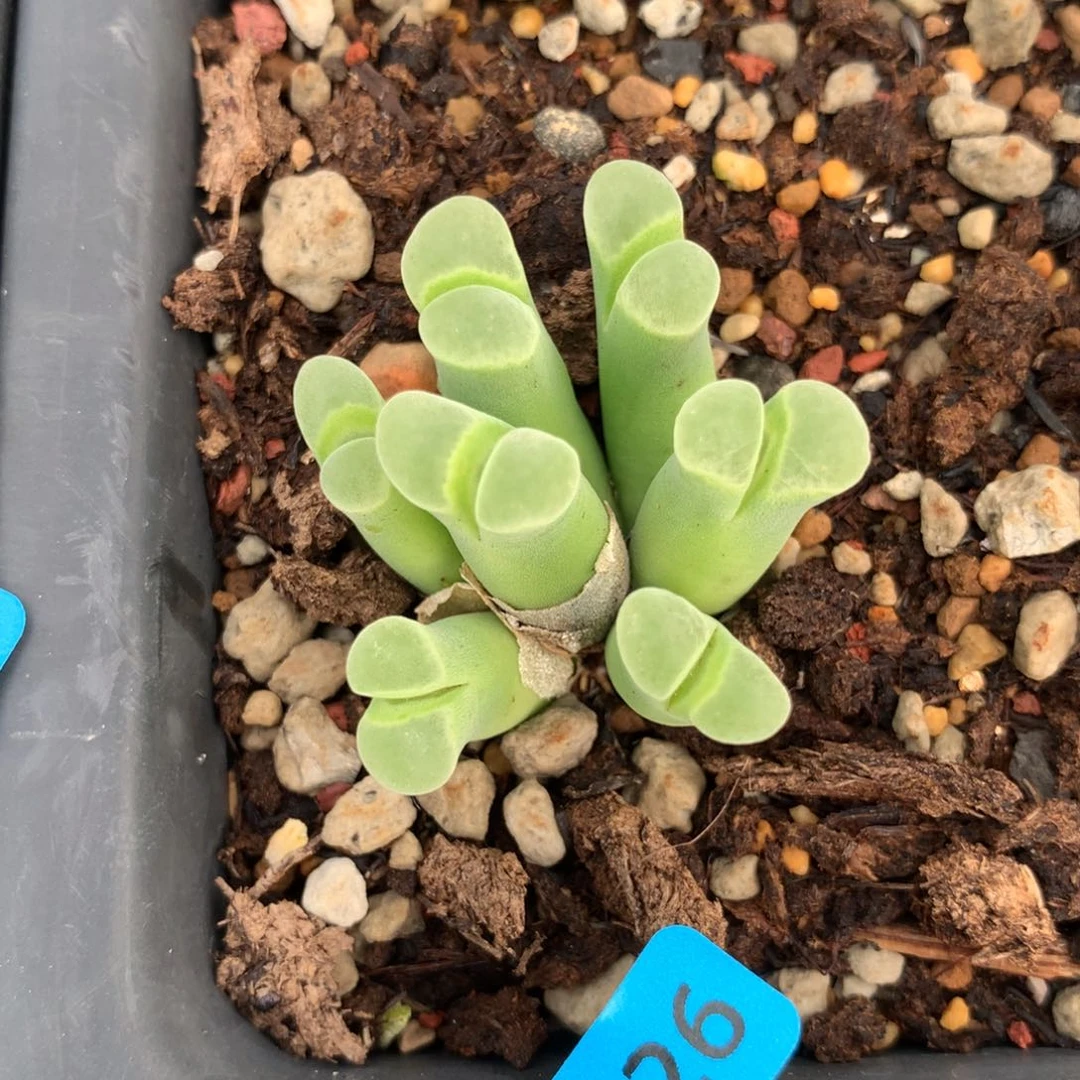 d126骚粉风铃母本