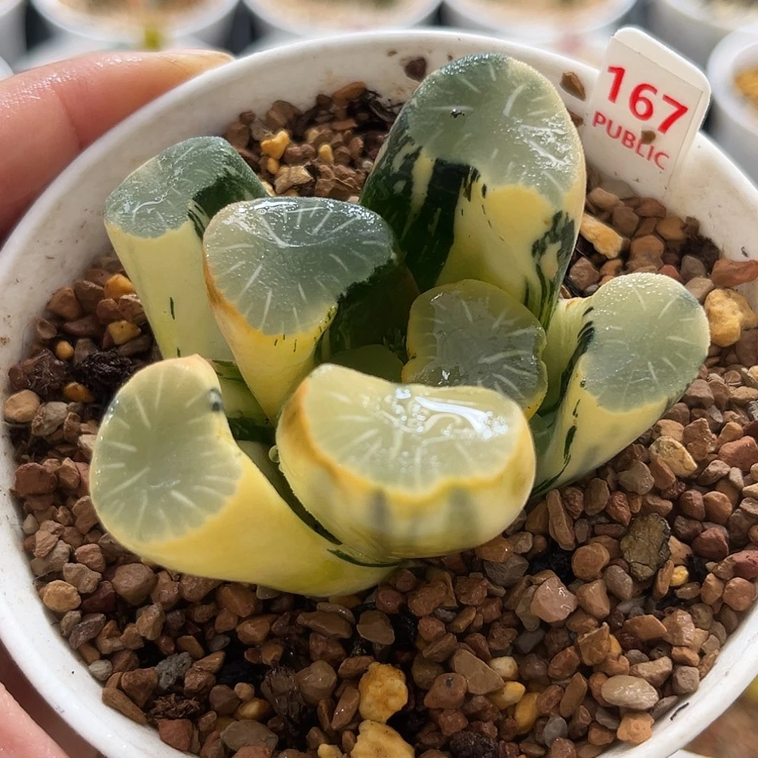 167糊斑欧大宝万象锦