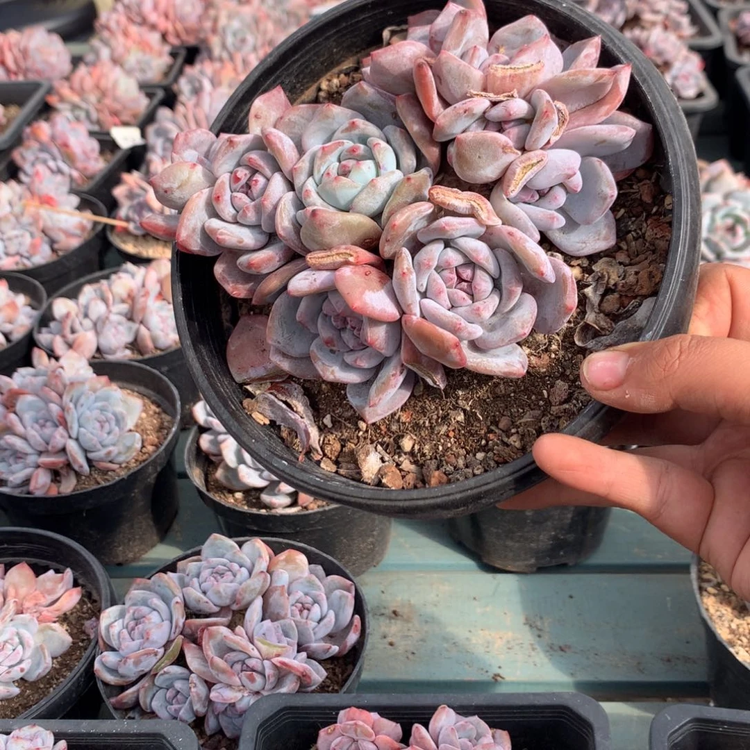 哈哈哈哈哈哈哈28