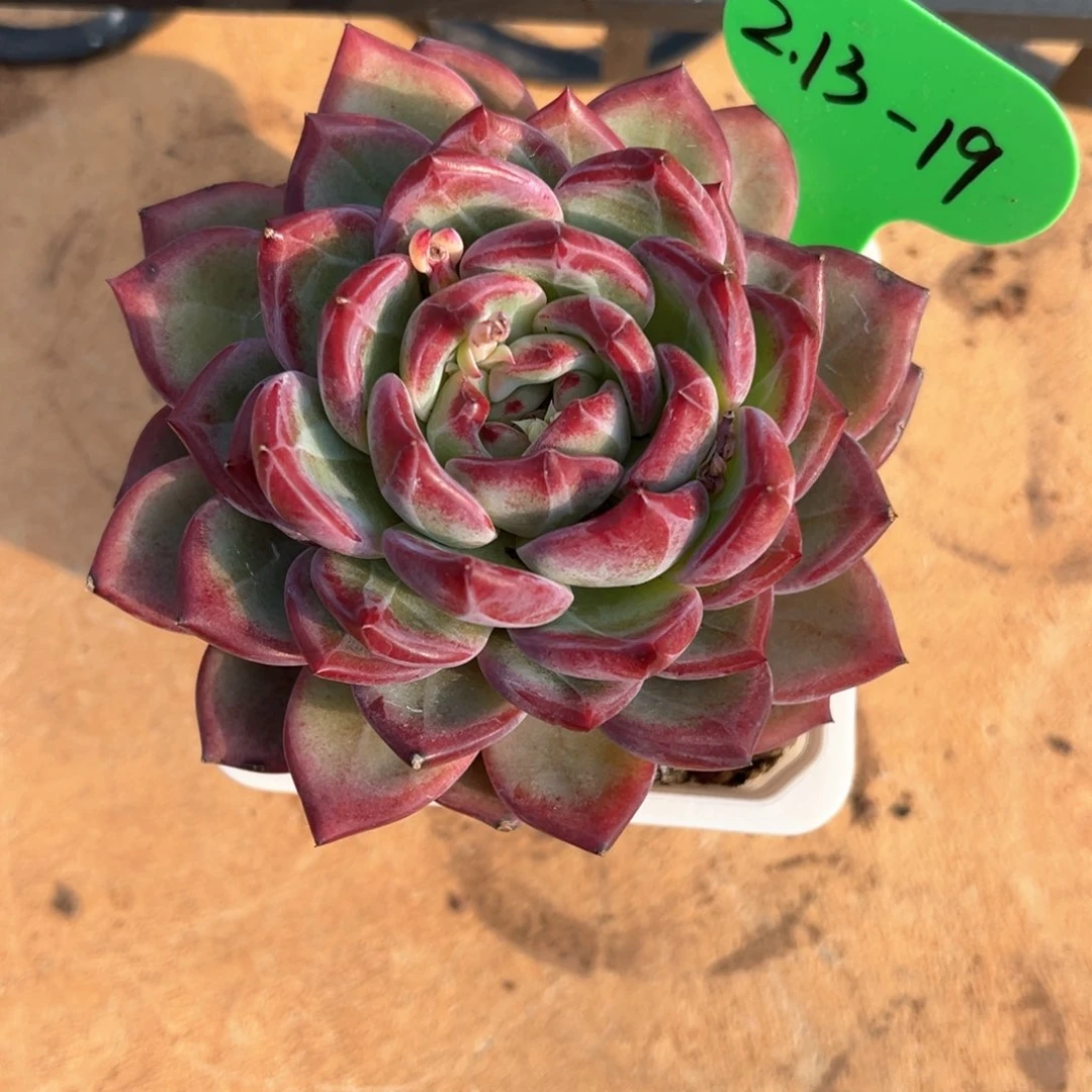 凤3.13.19紫雪多肉