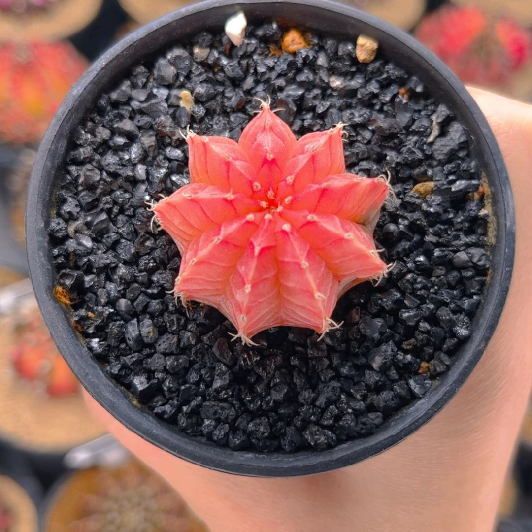 易*香微瑕特价 米哈仙人球