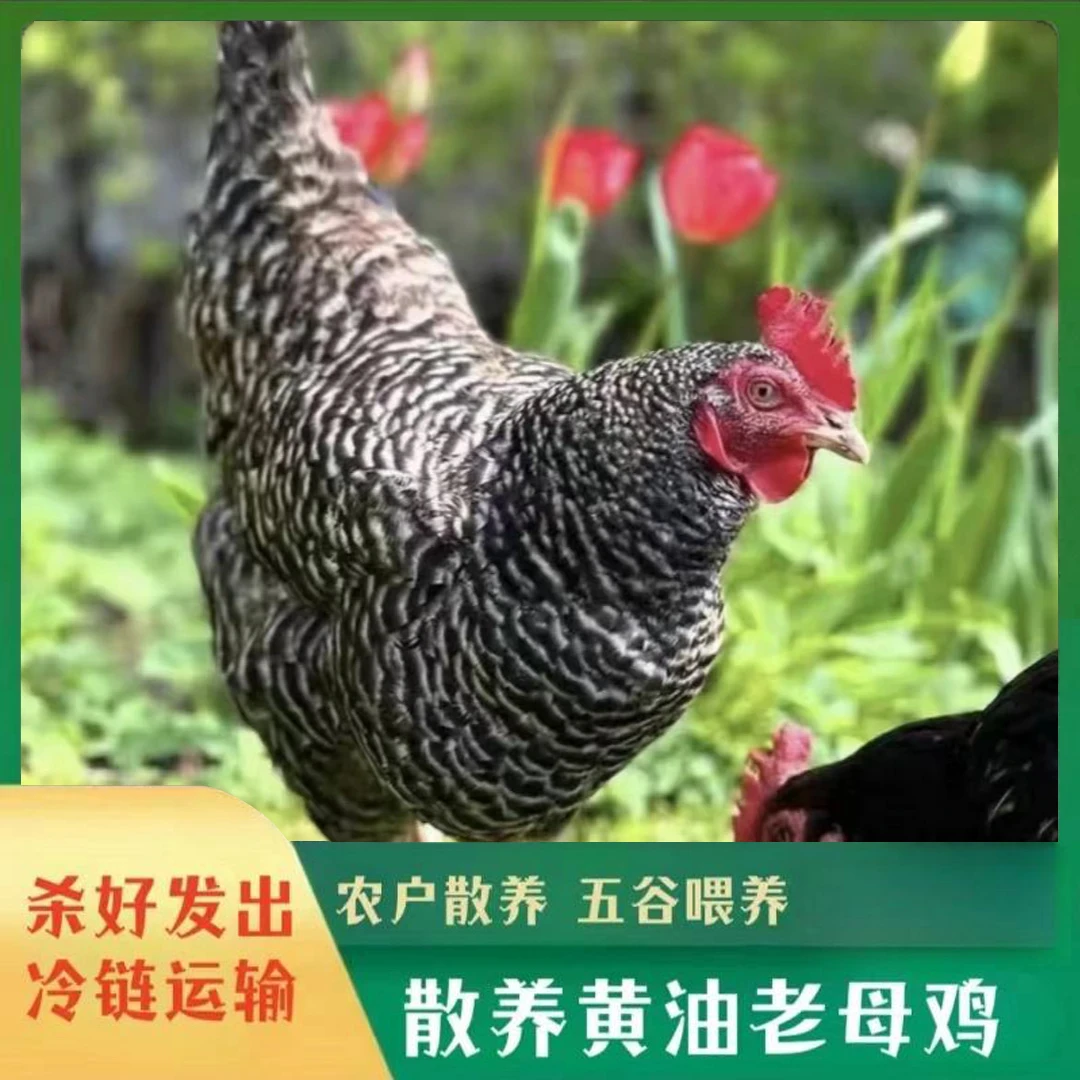 【c开播福利】放养芦花鸡老母鸡 发2只净重共4斤 带内脏