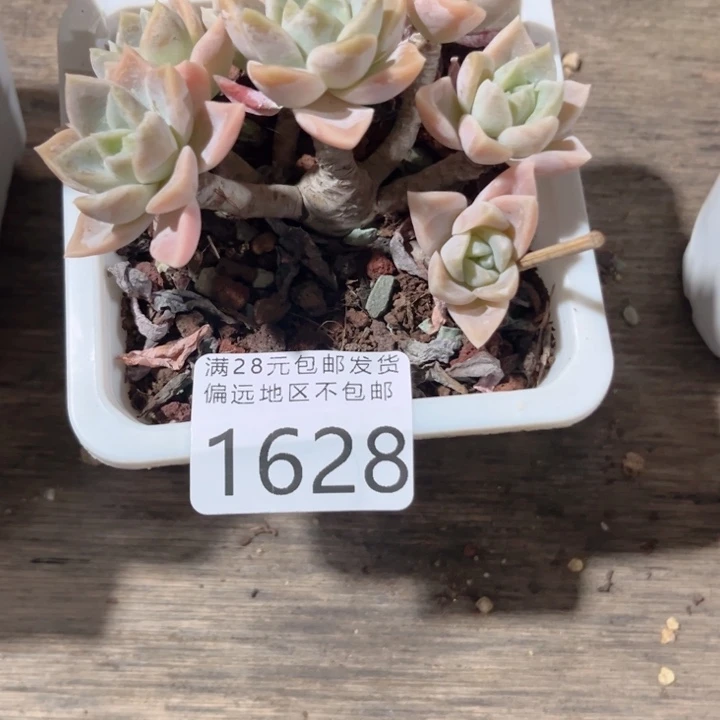 咚***咚大1628uuuujjjjjjjj