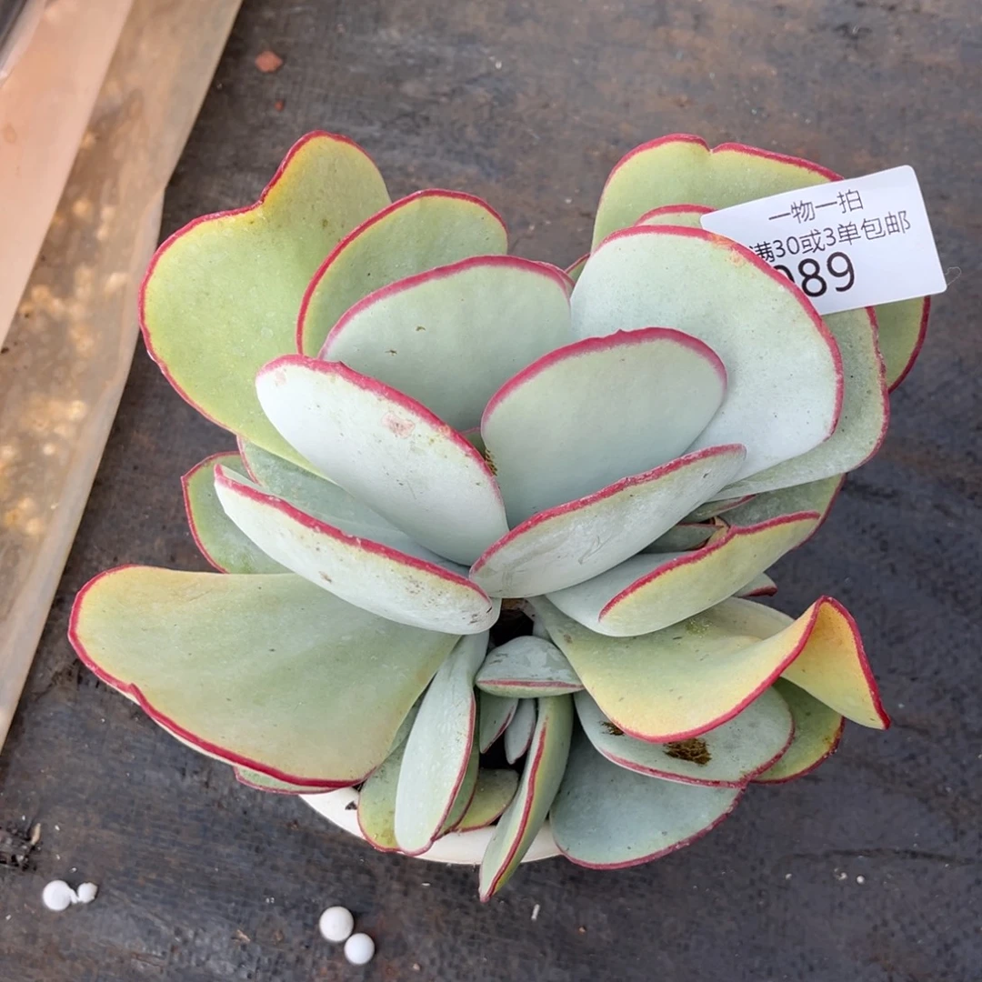 云***妹089白眉群多肉植物#