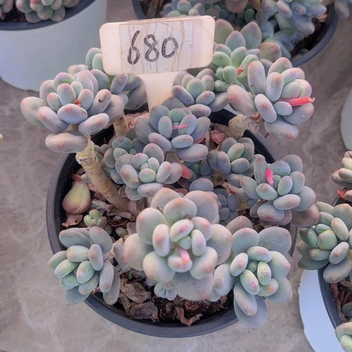 健健康康平平安安