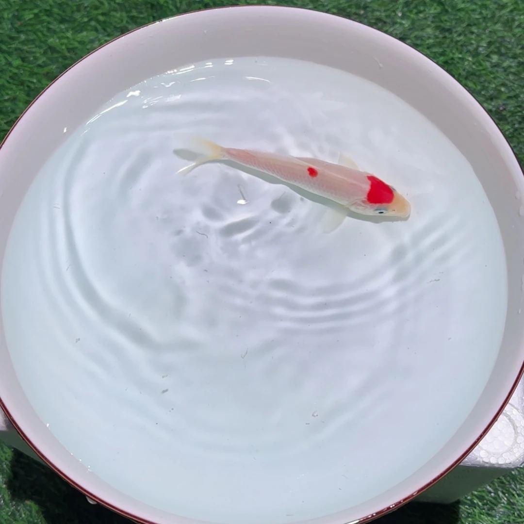 锦鲤锦鲤观赏鱼锦鲤