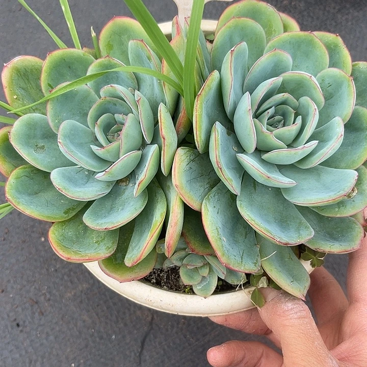 两单包邮，开播炸福利636