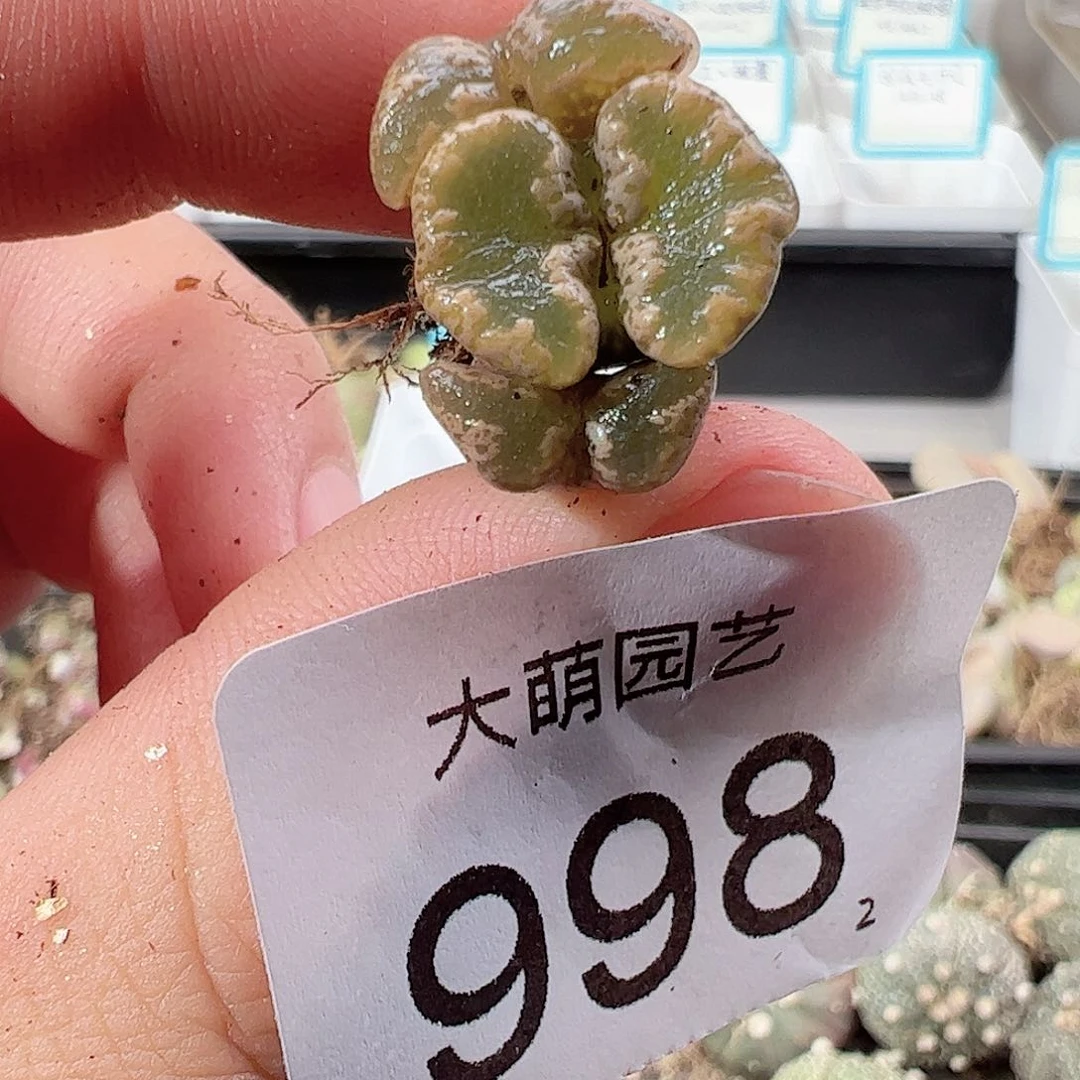 0000998 一物一拍……