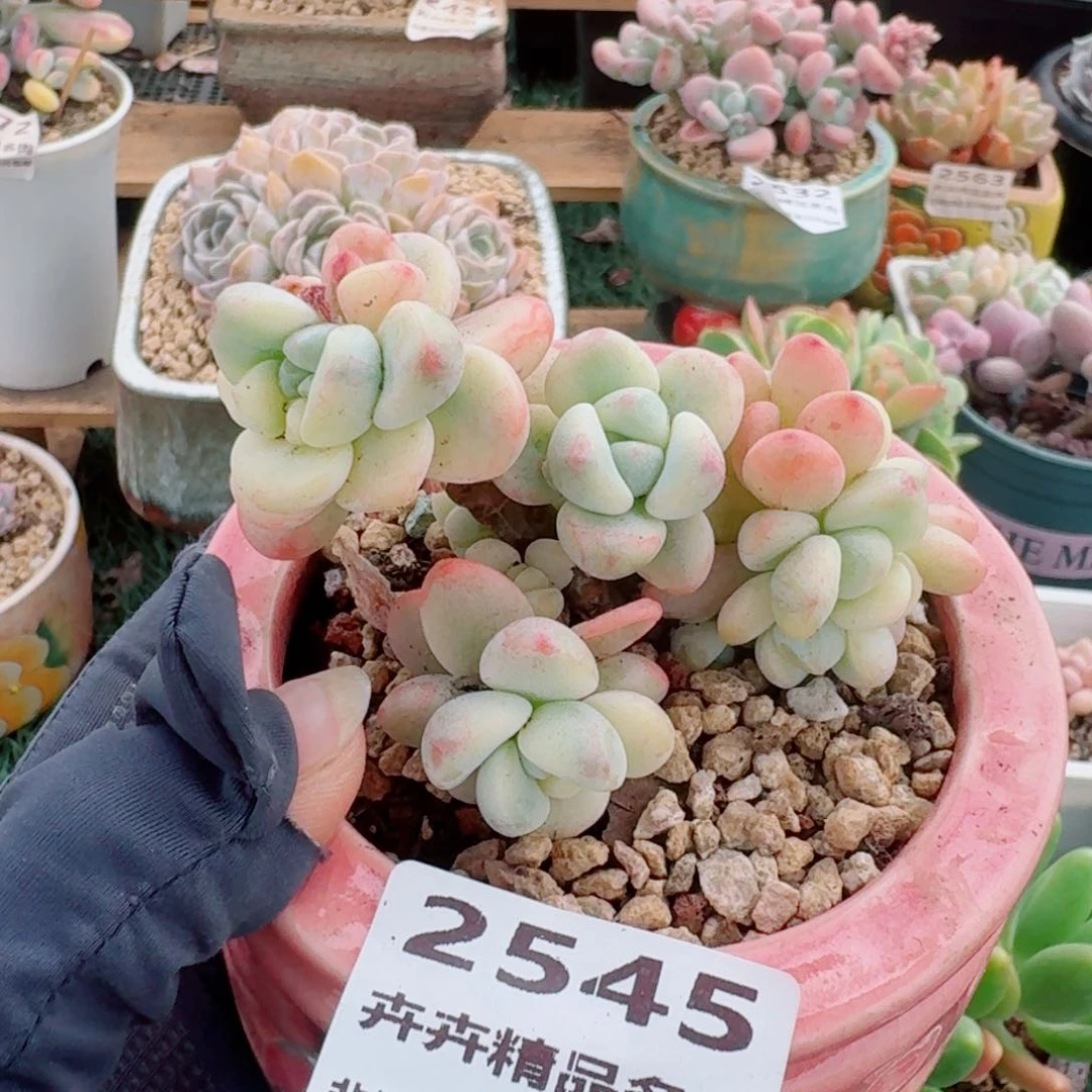 2545一物一拍（满28包邮