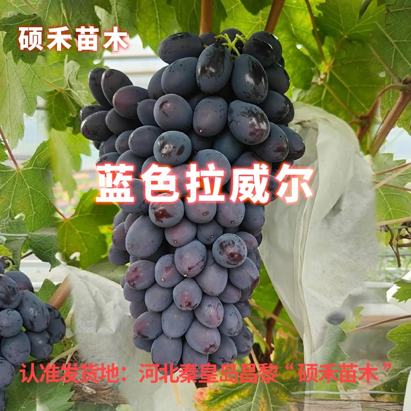 蓝色拉威尔葡萄苗（嫁接苗）【满29包邮】