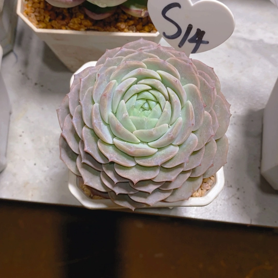 呼*纯爱单头多肉