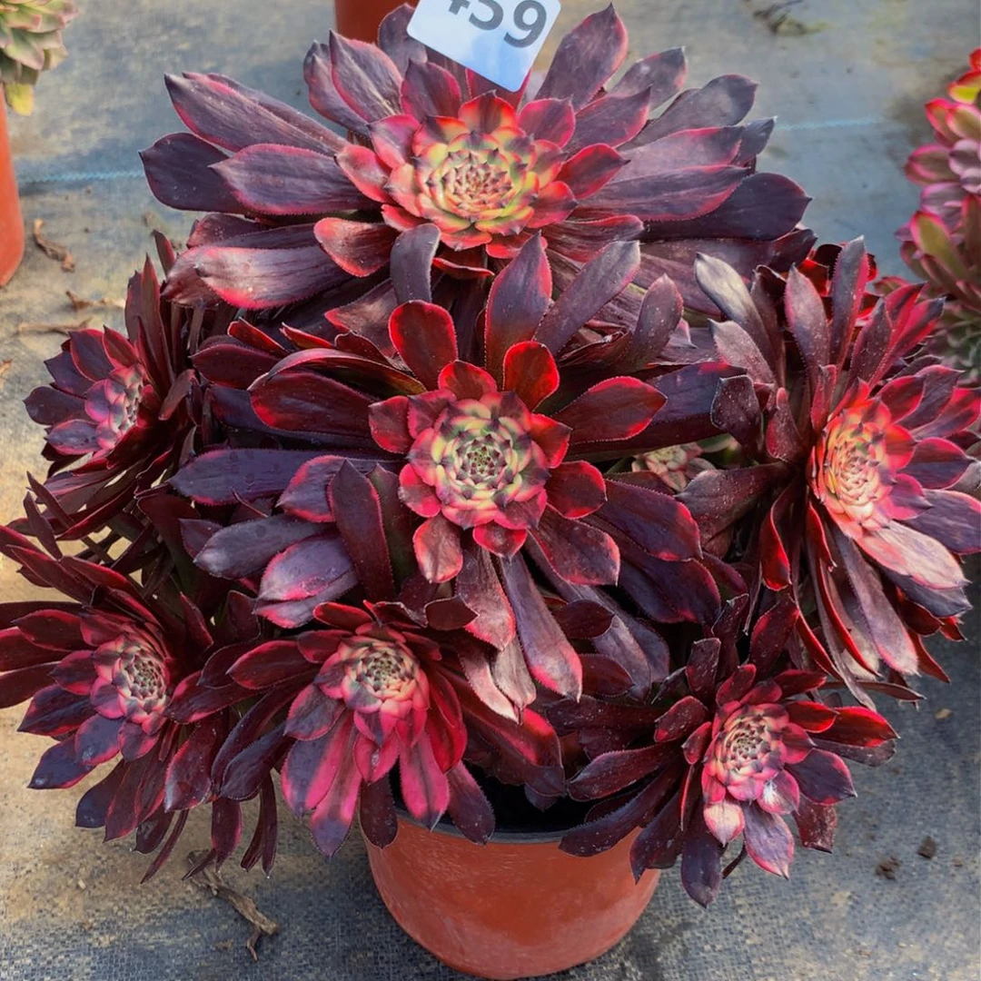 【闪购商品】459烟花