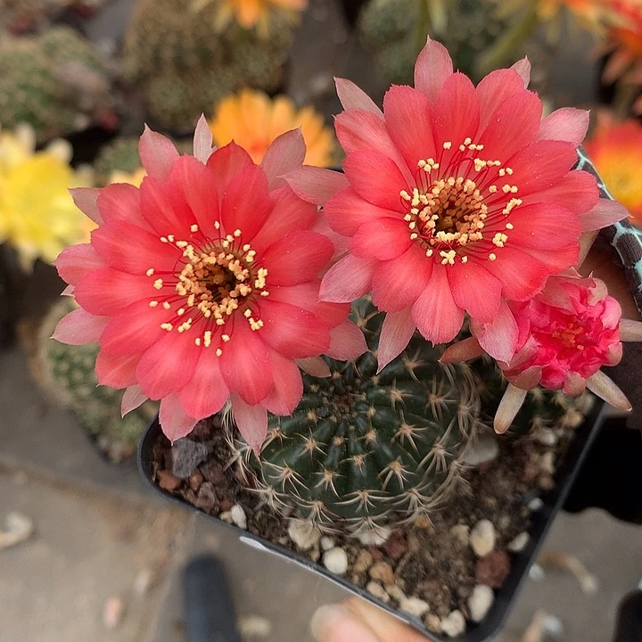 729 实生丽花7厘米盆