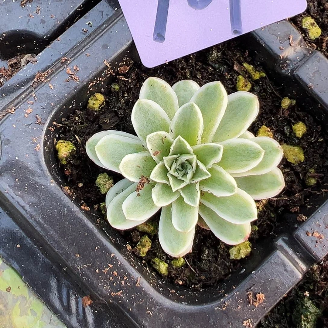 山地玫瑰锦秋夕987号