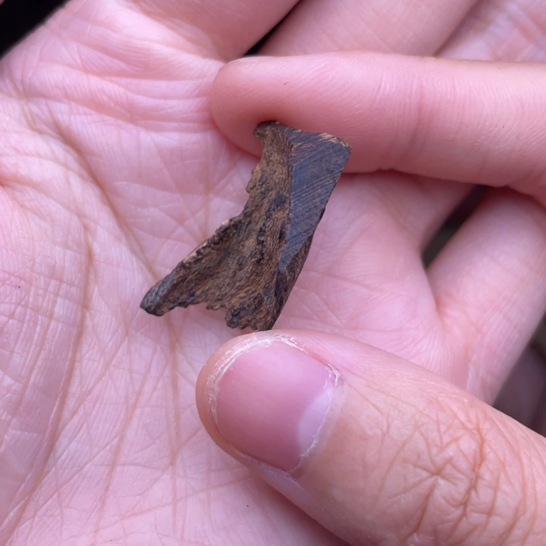 【闪购商品】香榧木海南尖峰岭沉水薄树心0.8克