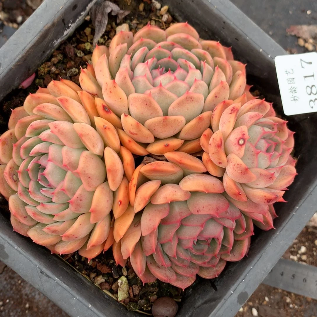 3817杂交多肉老桩