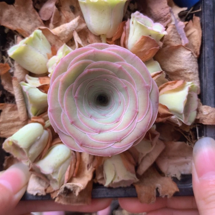 一物一拍小情书183