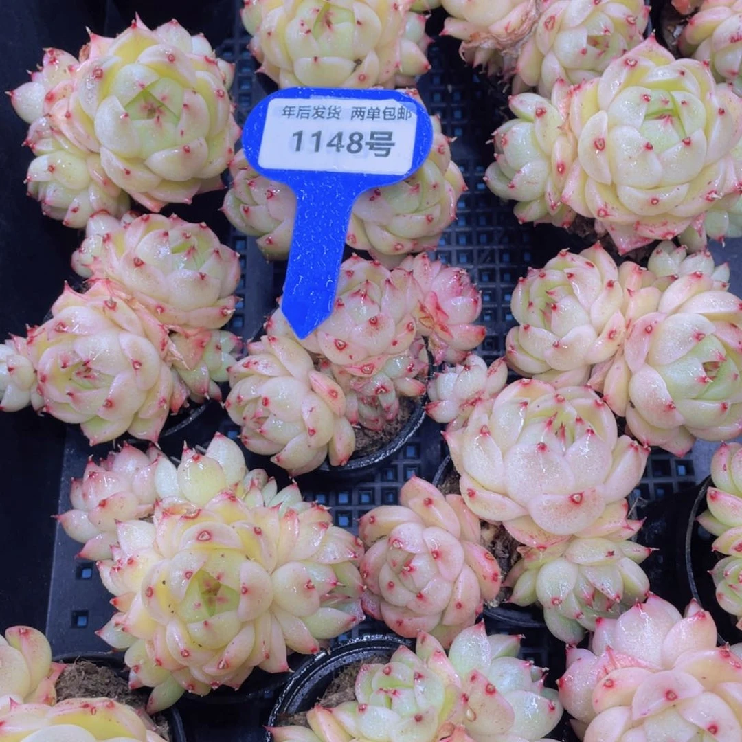 1148号开播福利凤凰火麦秆多头群一个