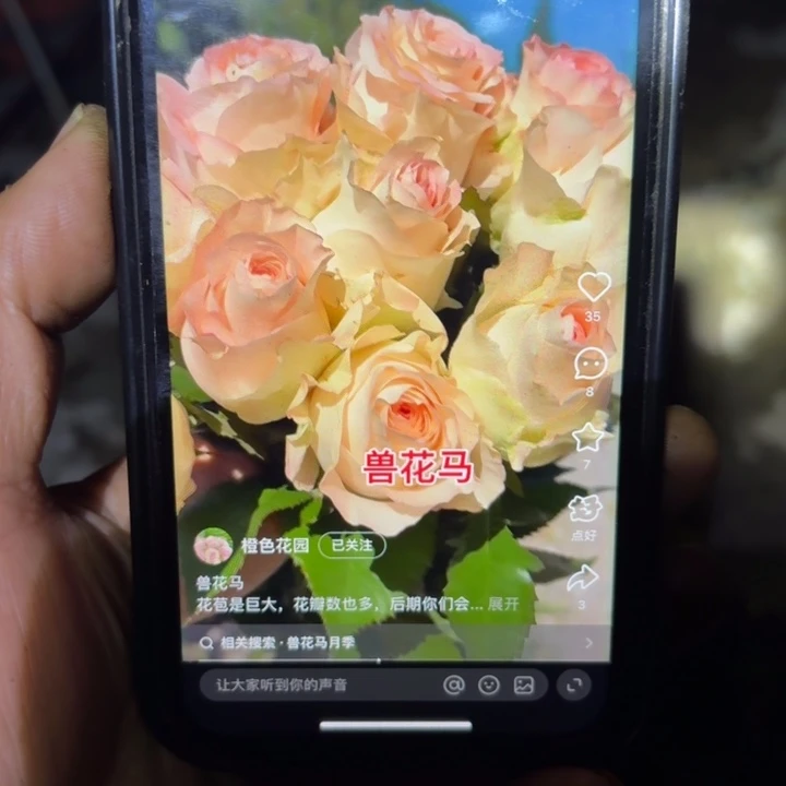 无花朵兽花马根接小苗