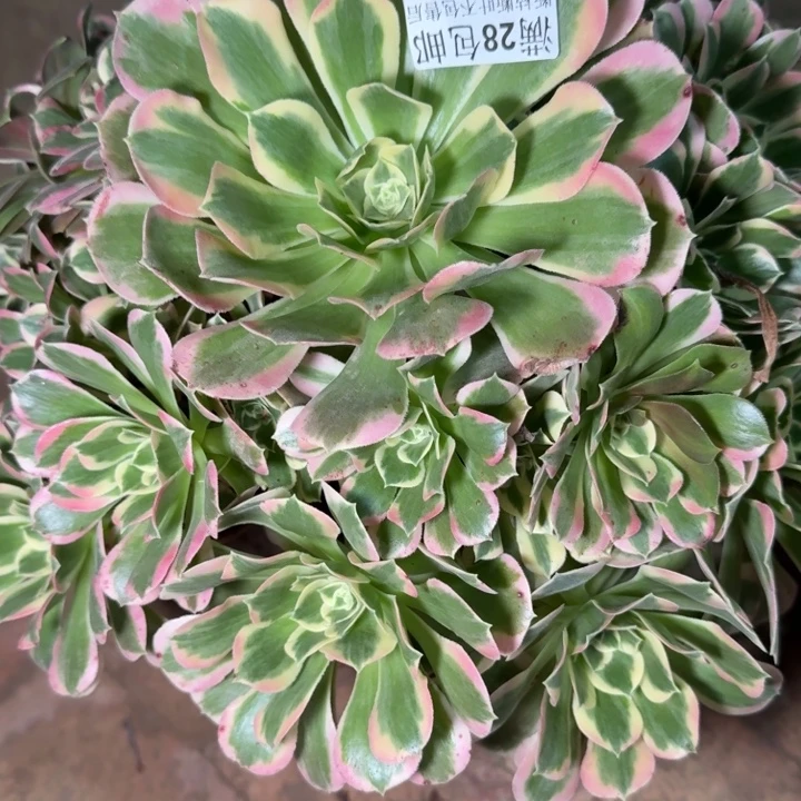 桉***奈32410白凤多肉植物