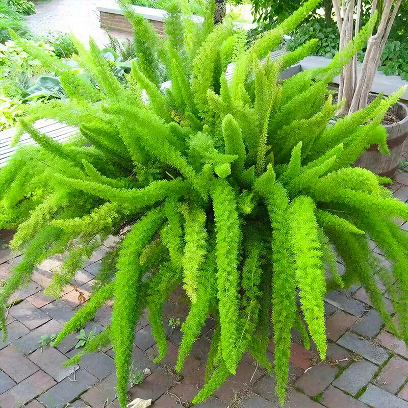 【5加仑】狐尾天门冬盆栽苗室内观赏绿植好养易活地栽观叶植物四季