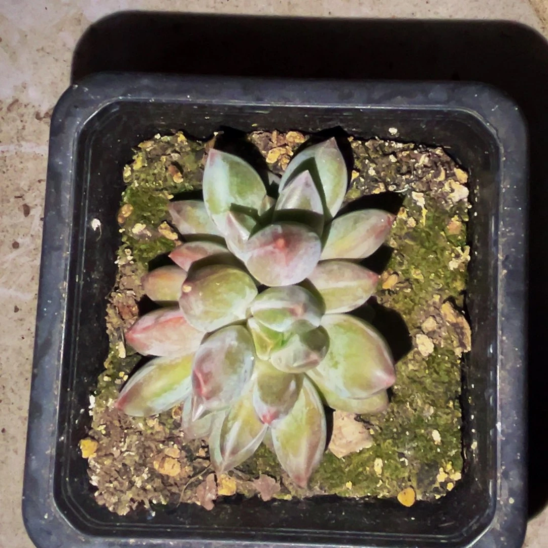 桔云多肉美人精品系列