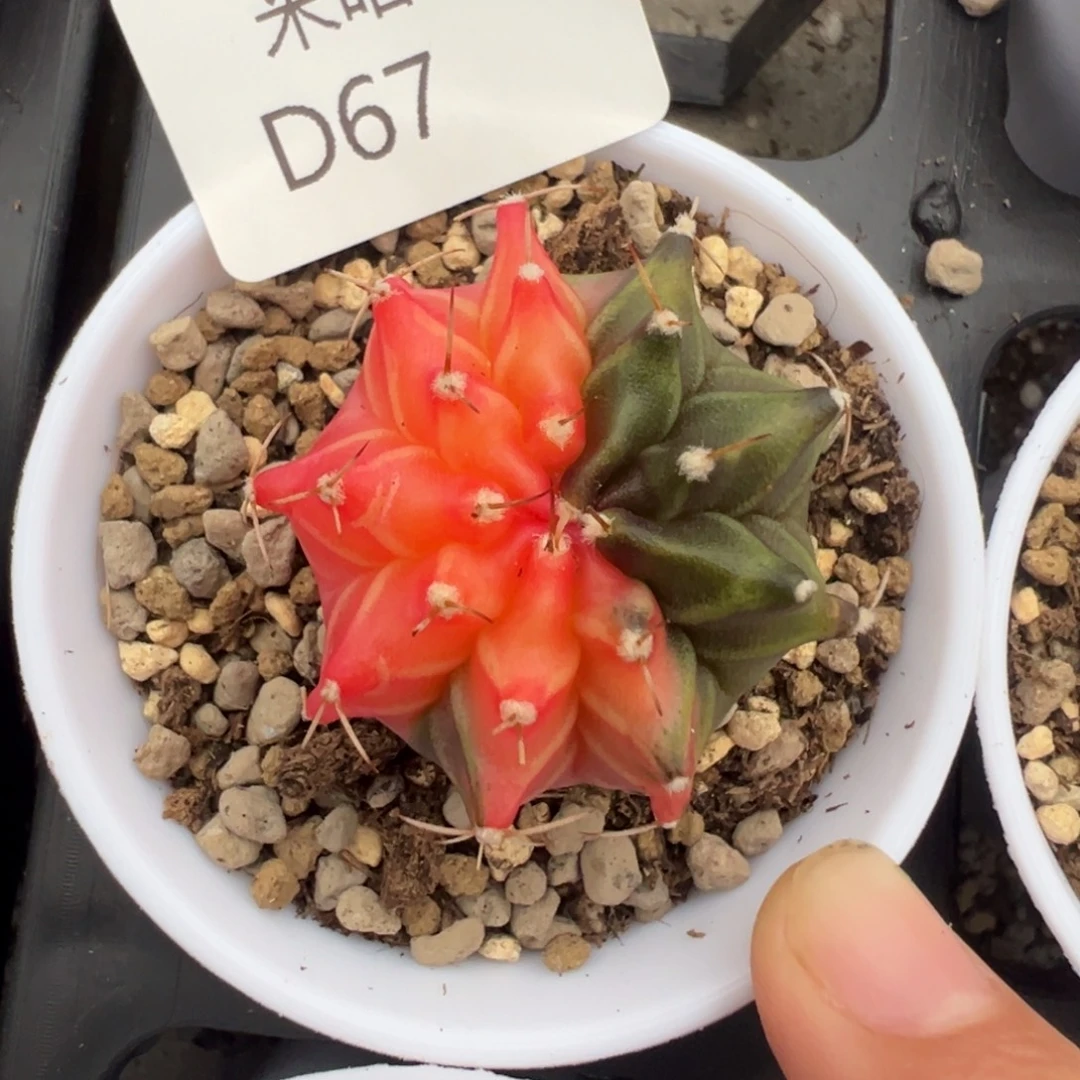 67 好看的米哈冲冲冲