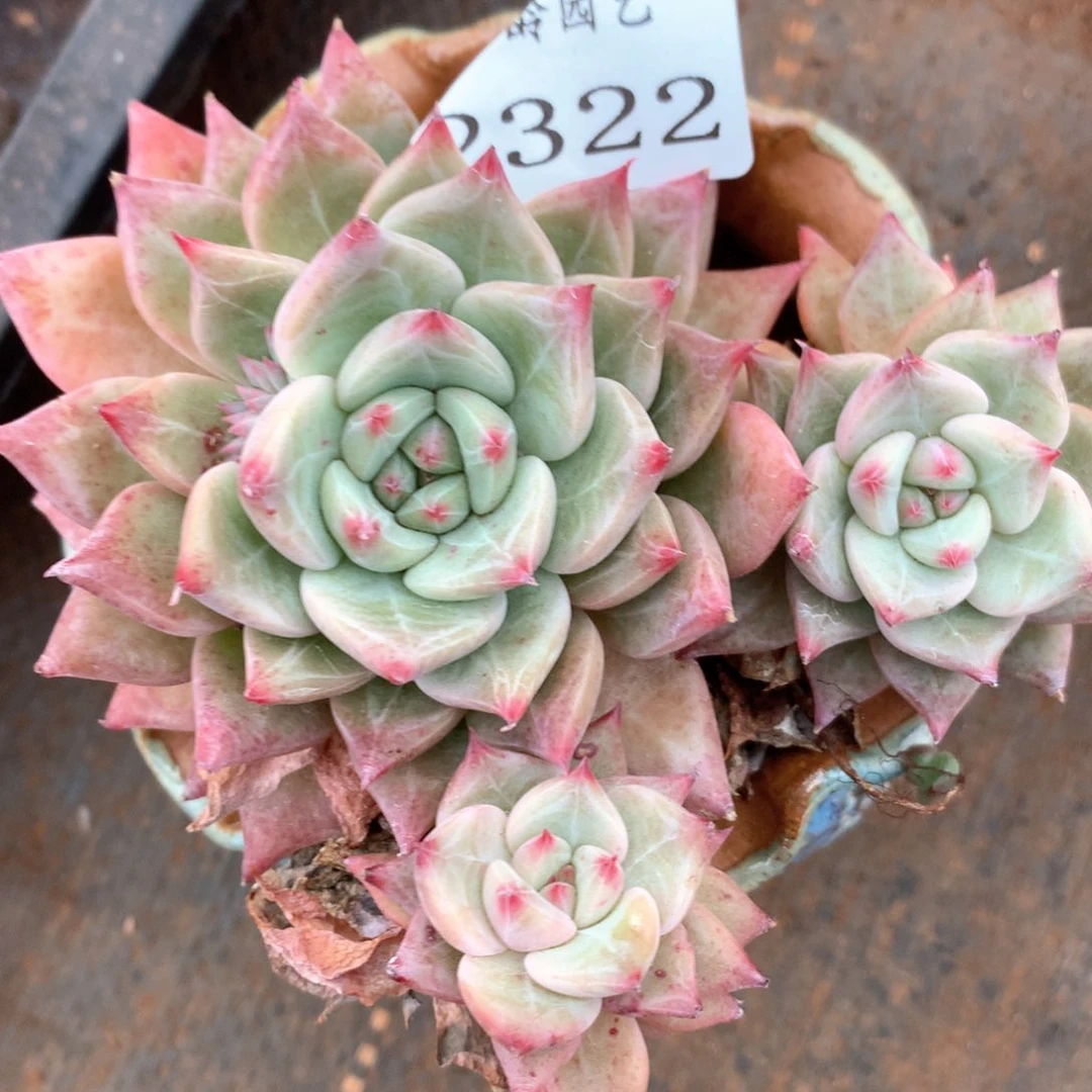 2322杂交多肉植物
