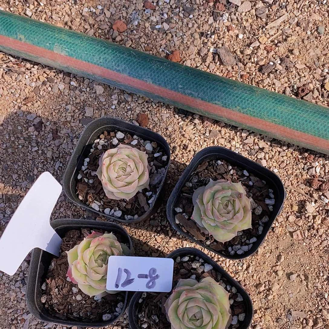 12-4 小虾饺福利一颗量拍