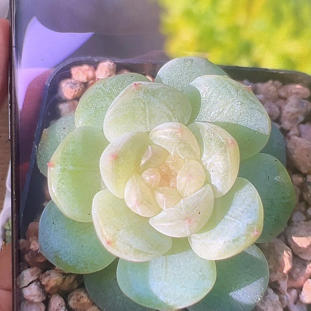 风花雪月白 状态图。