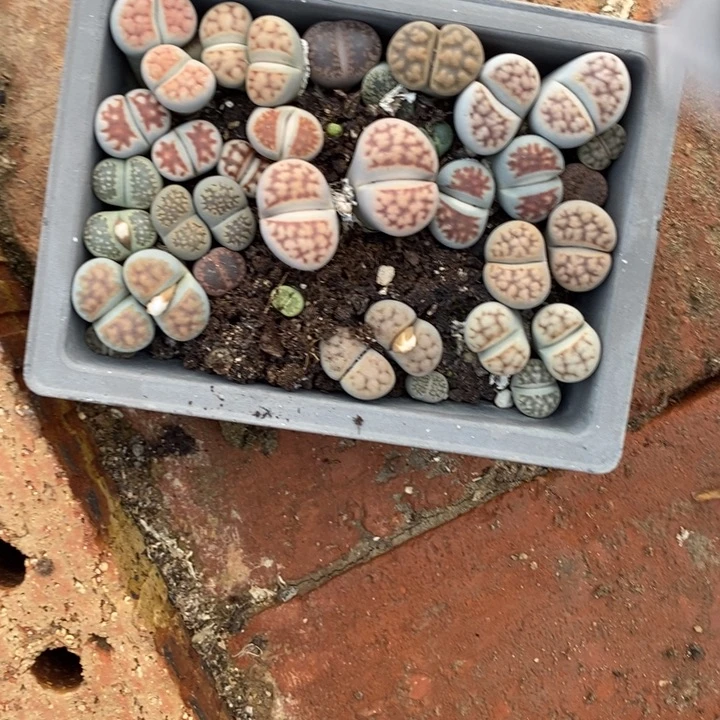 红****生石花等植物的生长285