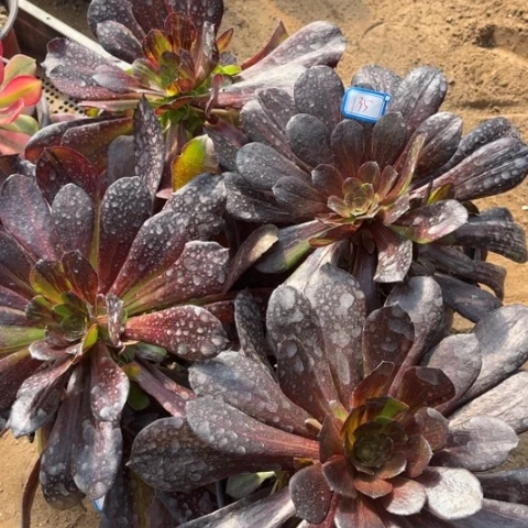 135多肉植物组合