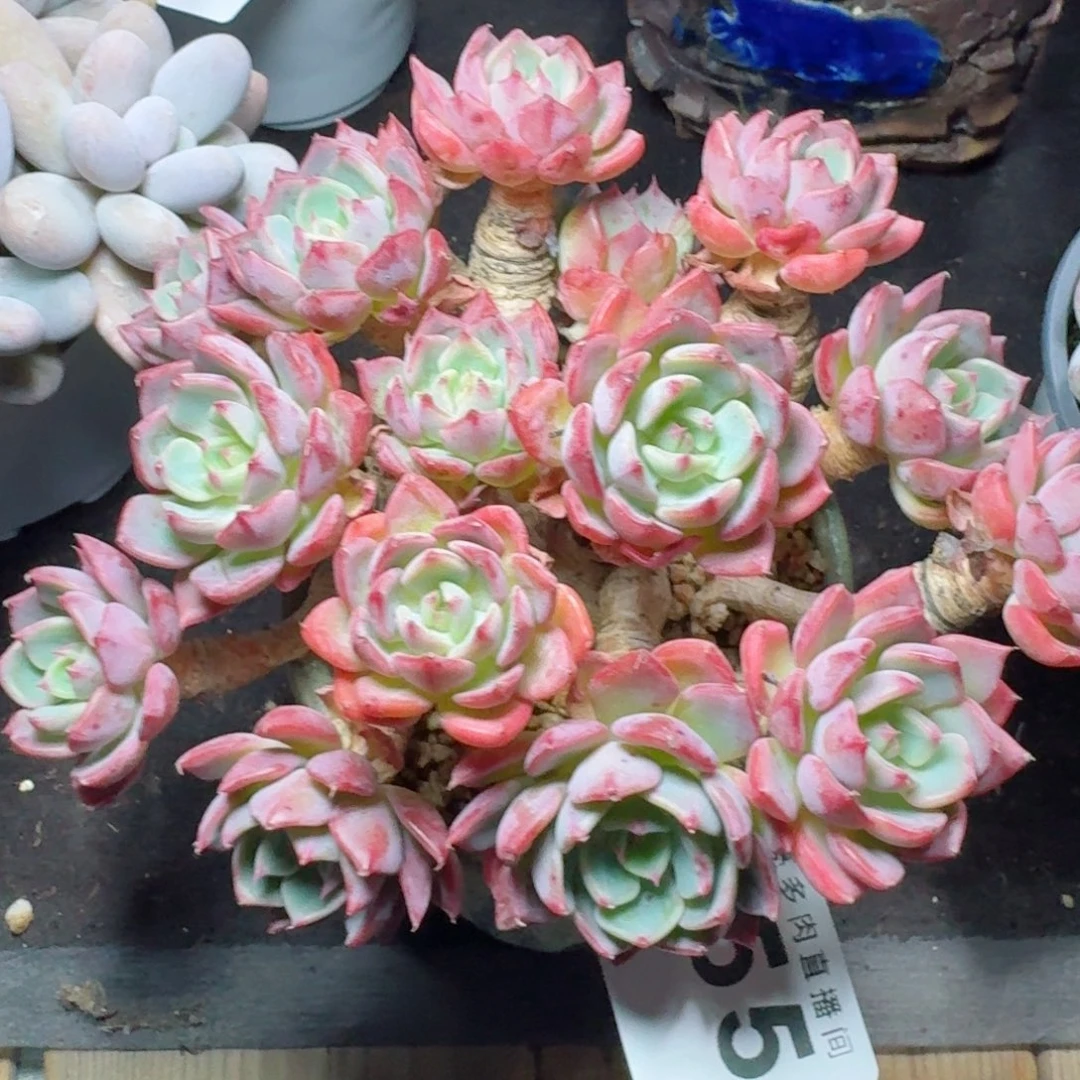 娜娜      开心笑容难抵抗，积极乐观正能量