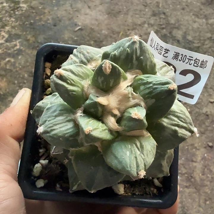 无花朵082哥斯拉龙角牡丹