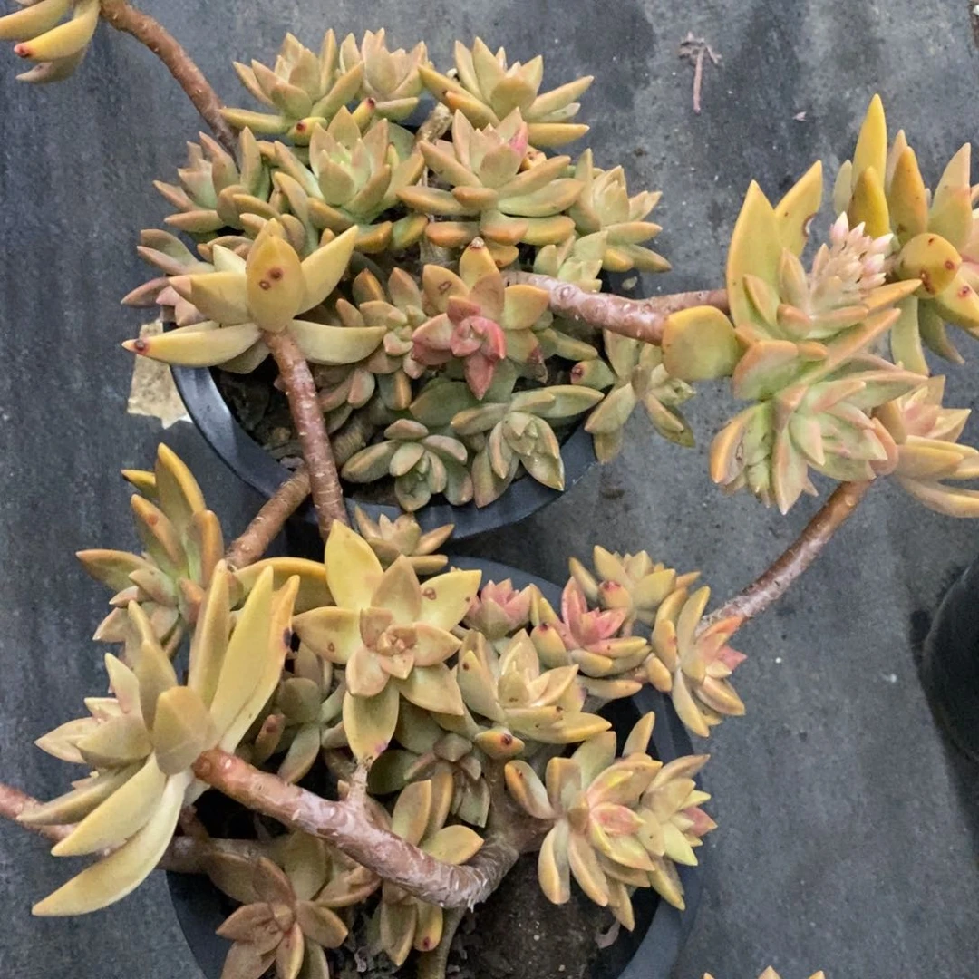 黄金布丁大盆整桩两盆