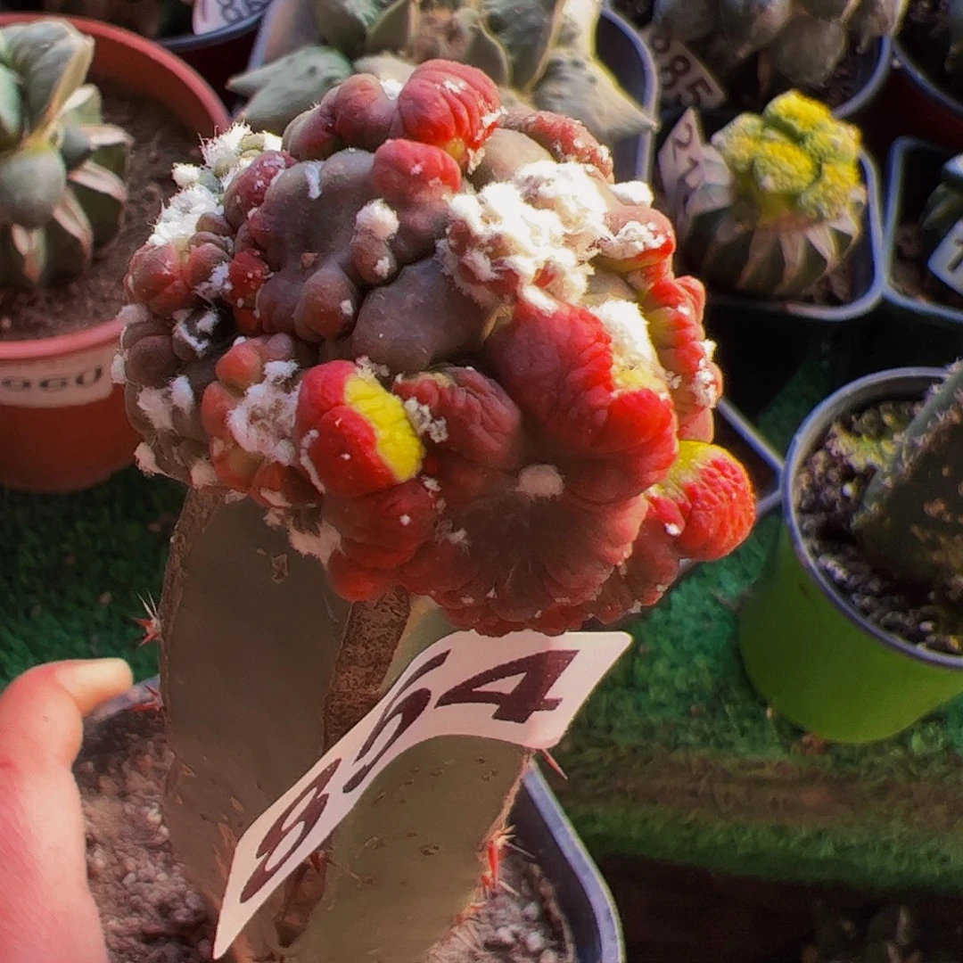 无花朵龟甲悟空兜缀化854