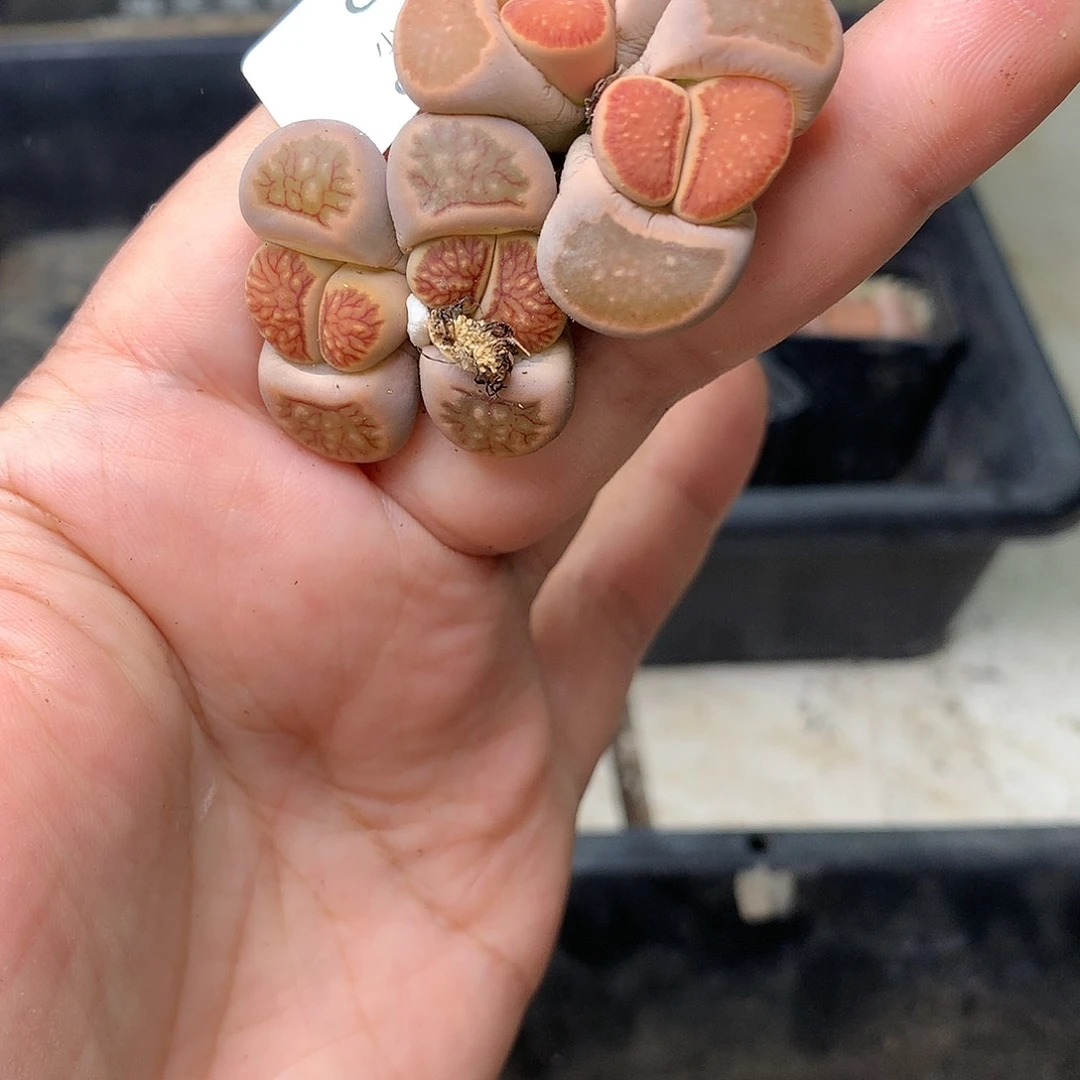 G84多肉植物保护研究所