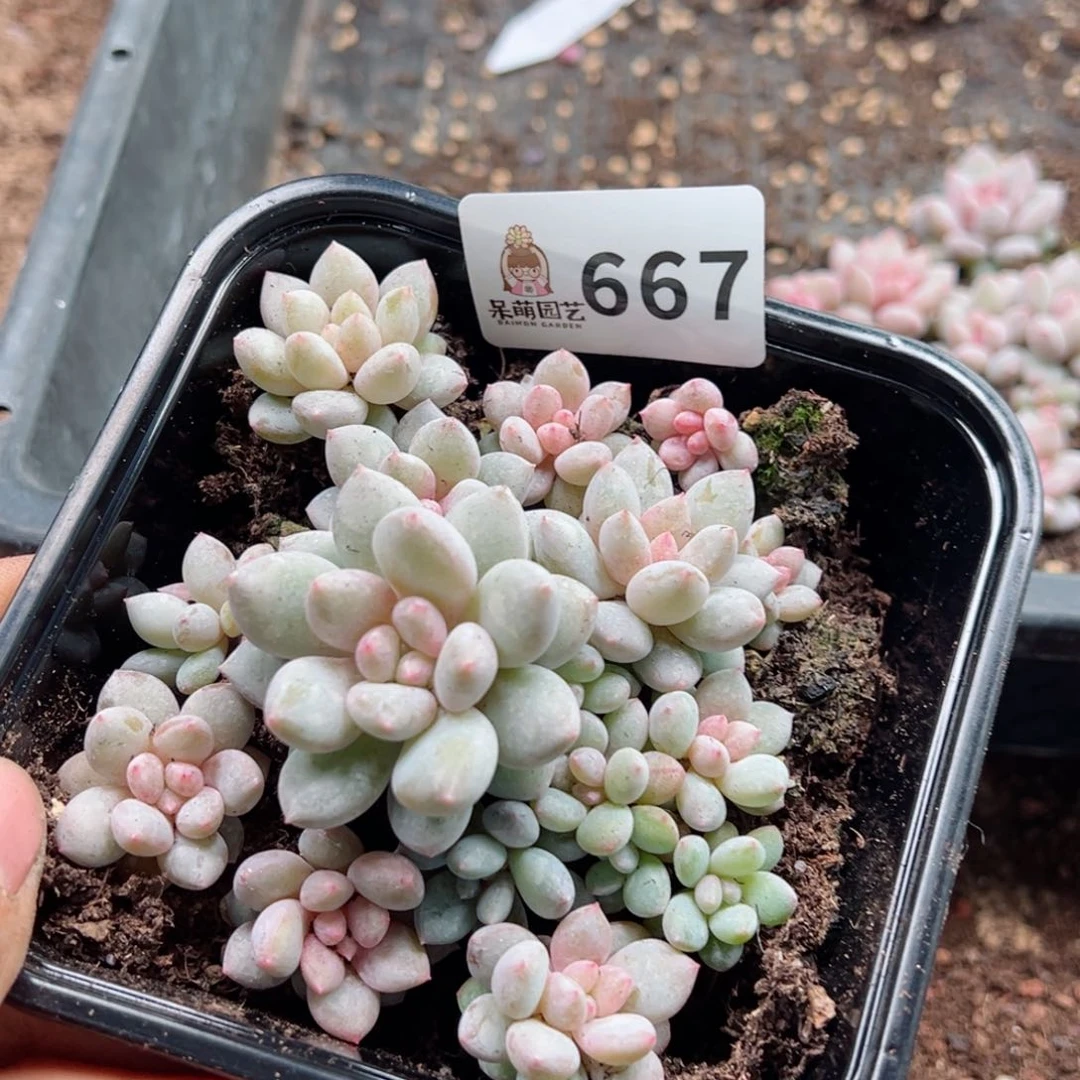 多肉植物多肉植物