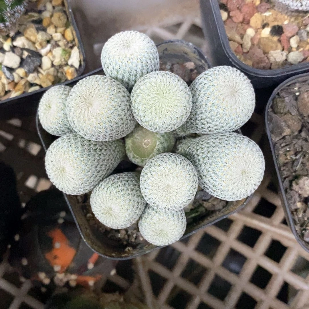 兔****觉仙人球的世界里有