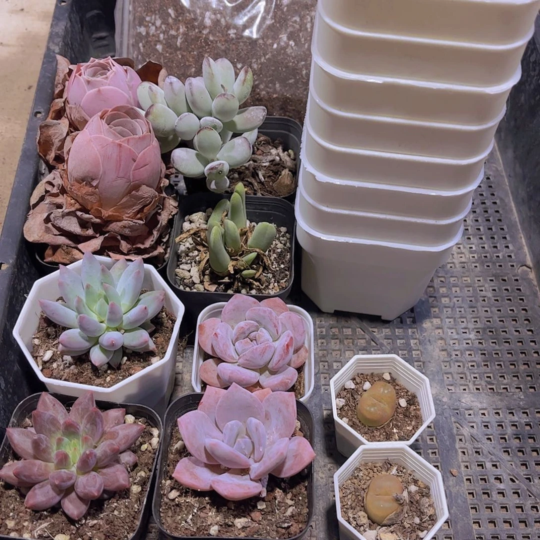 多肉298多肉植物1