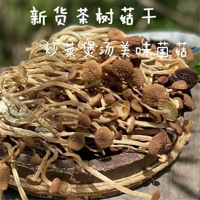 精选农家特产 茶树菇