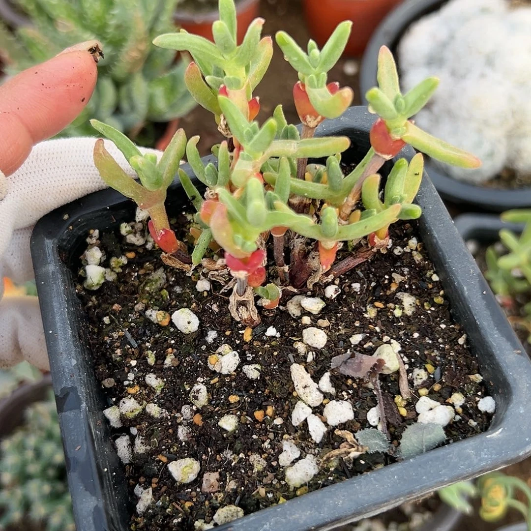 多肉植物短兔儿枝干