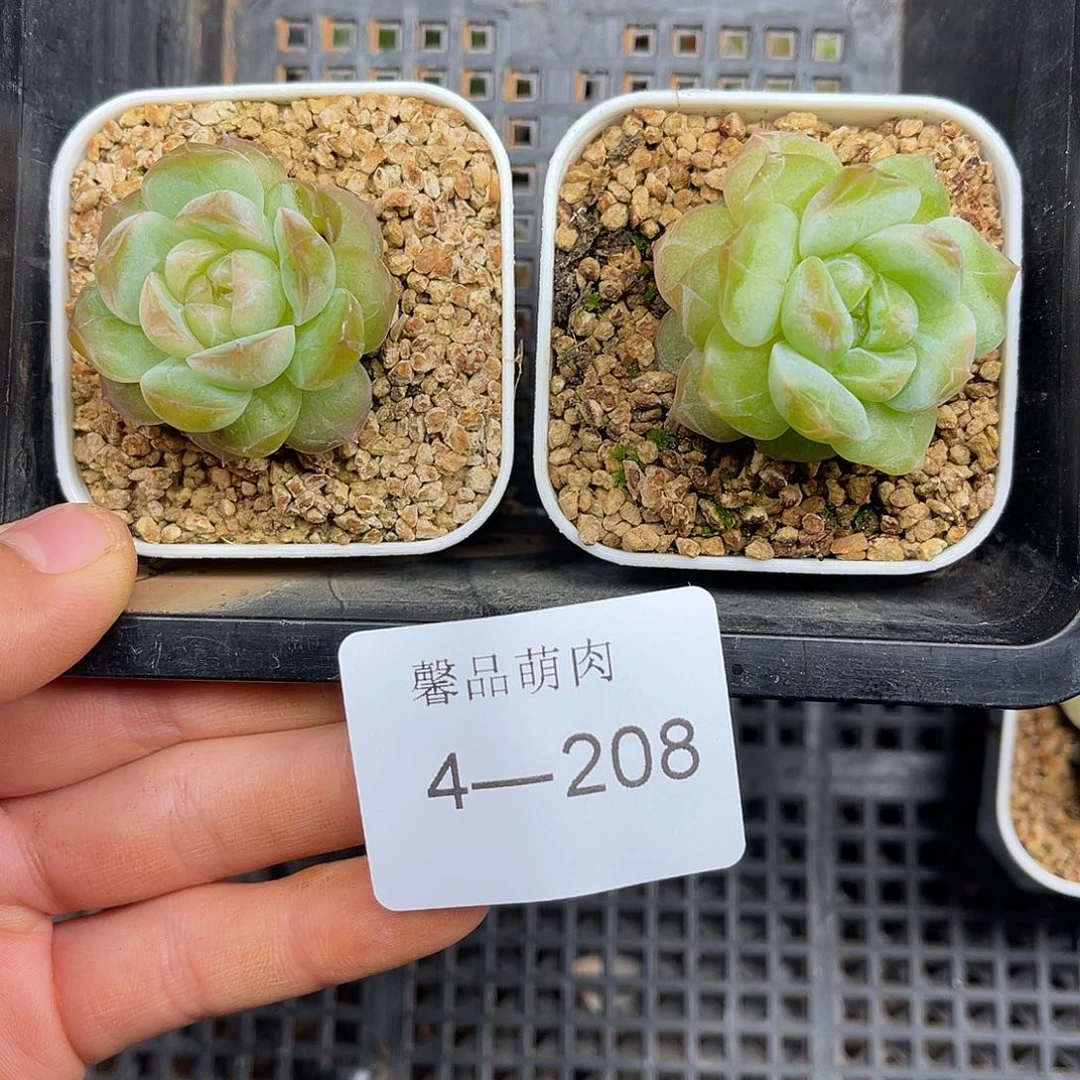 多肉一物一拍4-208