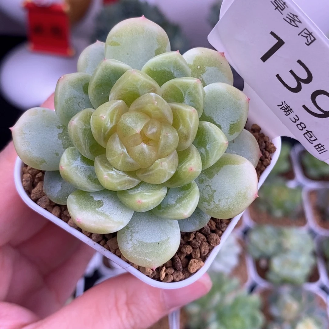 460甜心单头一颗139号