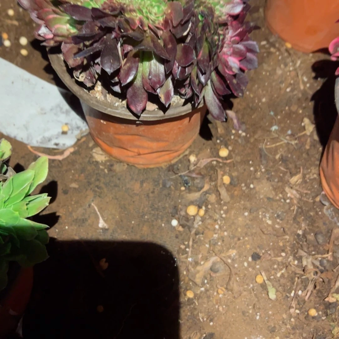 我2372 号多肉植物法师新年福利