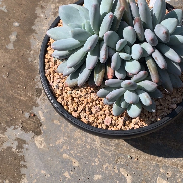 橙龙老庄多肉发货